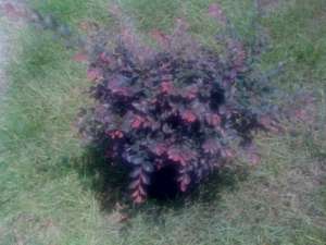 loropetalum-chinense-rubrum-razzleberry