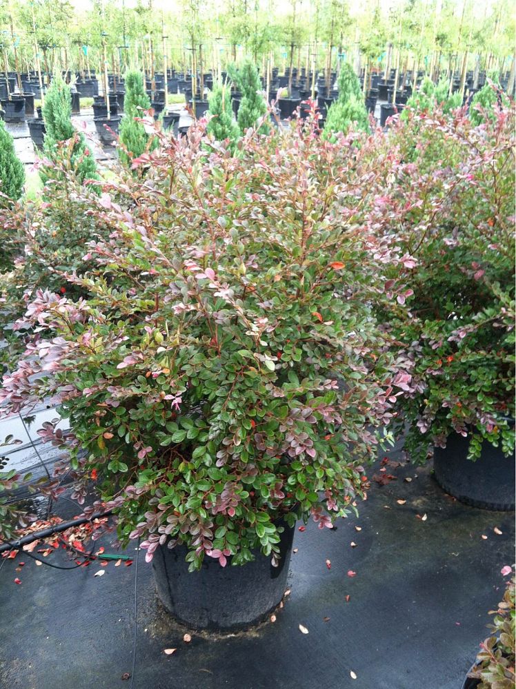 loropetalum-chinense-rubrum-razzleberry
