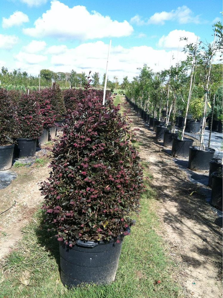 loropetalum-chinense-rubrum-razzleberry