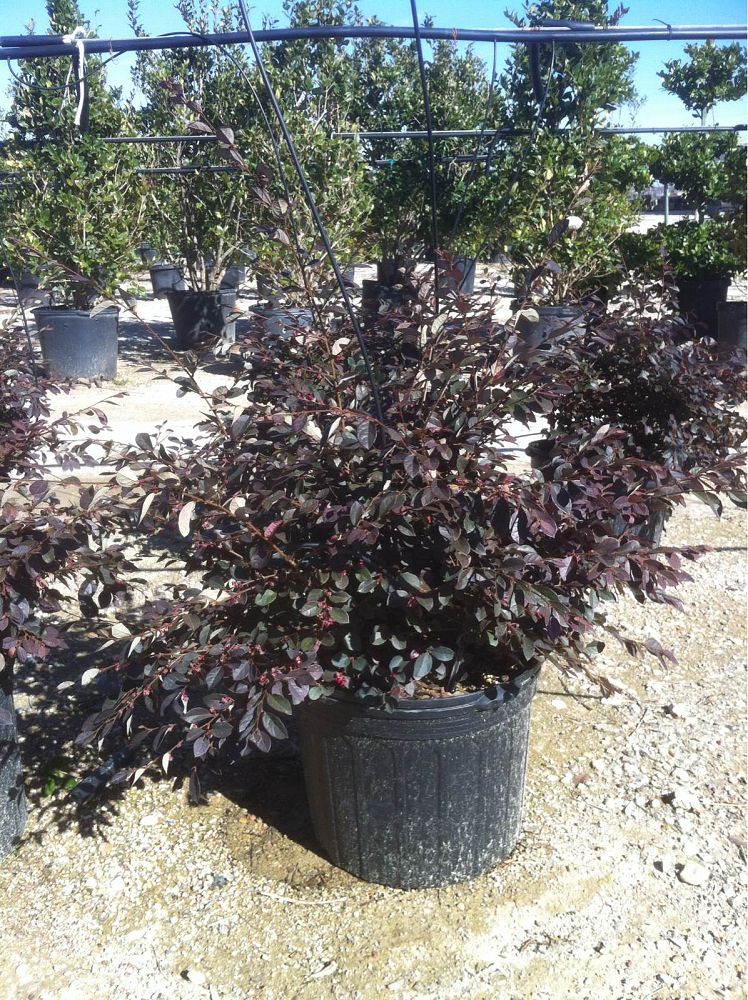 loropetalum-chinense-rubrum-razzleberry