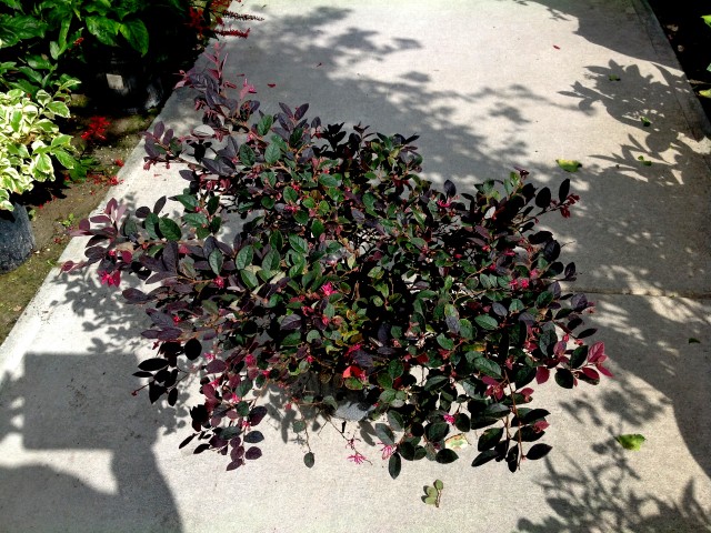 loropetalum-chinense-rubrum-razzleberry