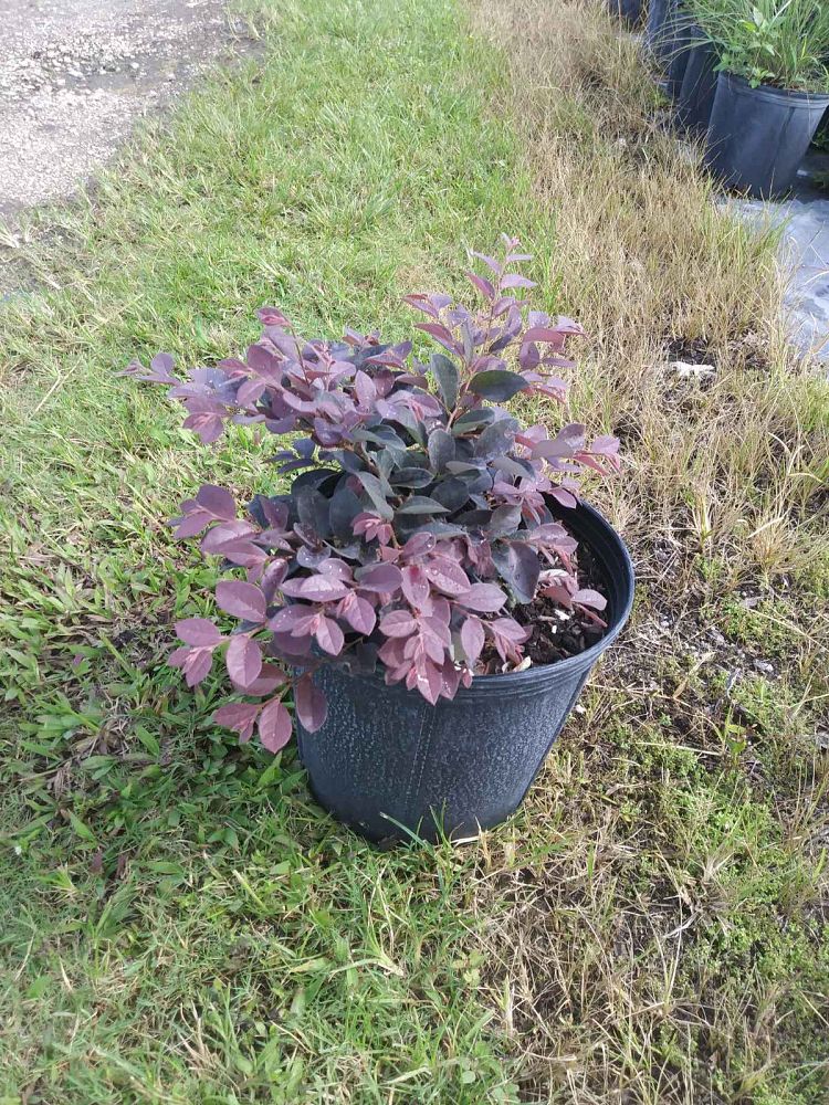 loropetalum-chinense-rubrum-razzleberry