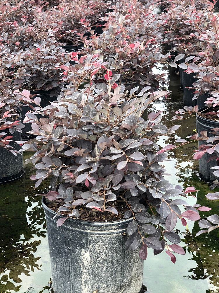 loropetalum-chinense-rubrum-razzleberry