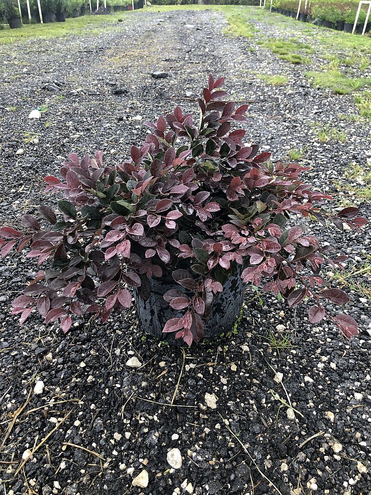 loropetalum-chinense-rubrum-razzleberry
