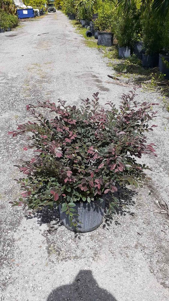 loropetalum-chinense-rubrum-razzleberry
