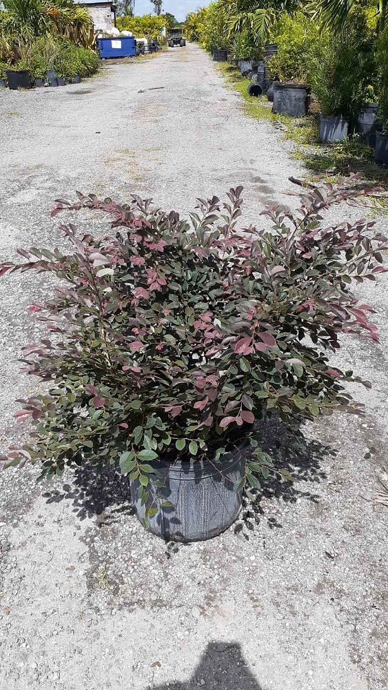 loropetalum-chinense-rubrum-razzleberry
