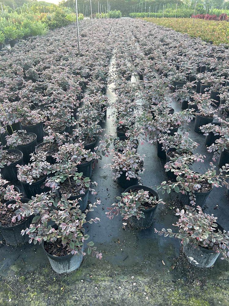 loropetalum-chinense-rubrum-razzleberry