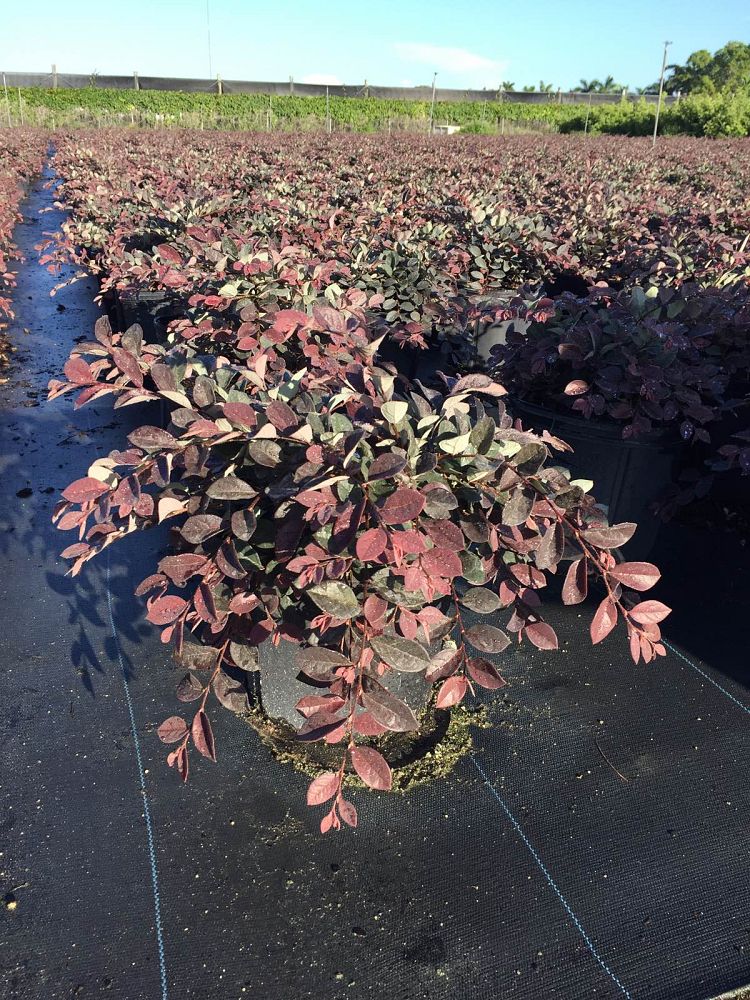 loropetalum-chinense-rubrum-ruby-chinese-fringe-flower