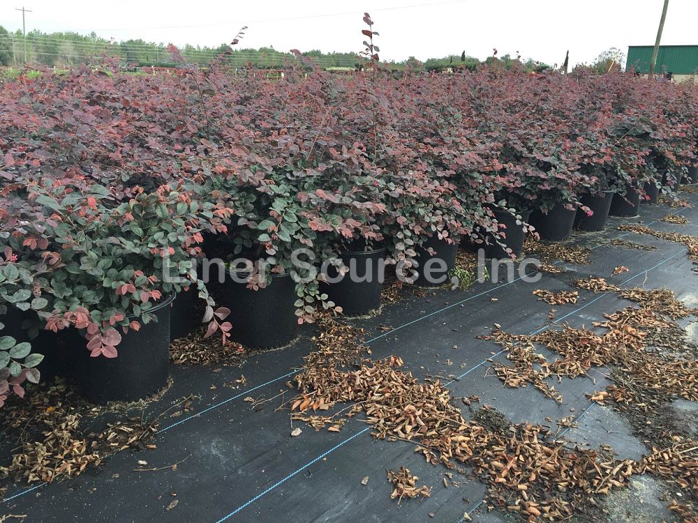 loropetalum-chinense-rubrum-ruby-chinese-fringe-flower