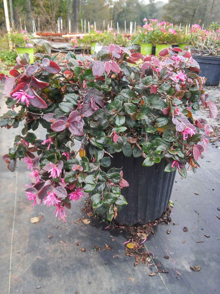loropetalum-chinense-rubrum-ruby-chinese-fringe-flower