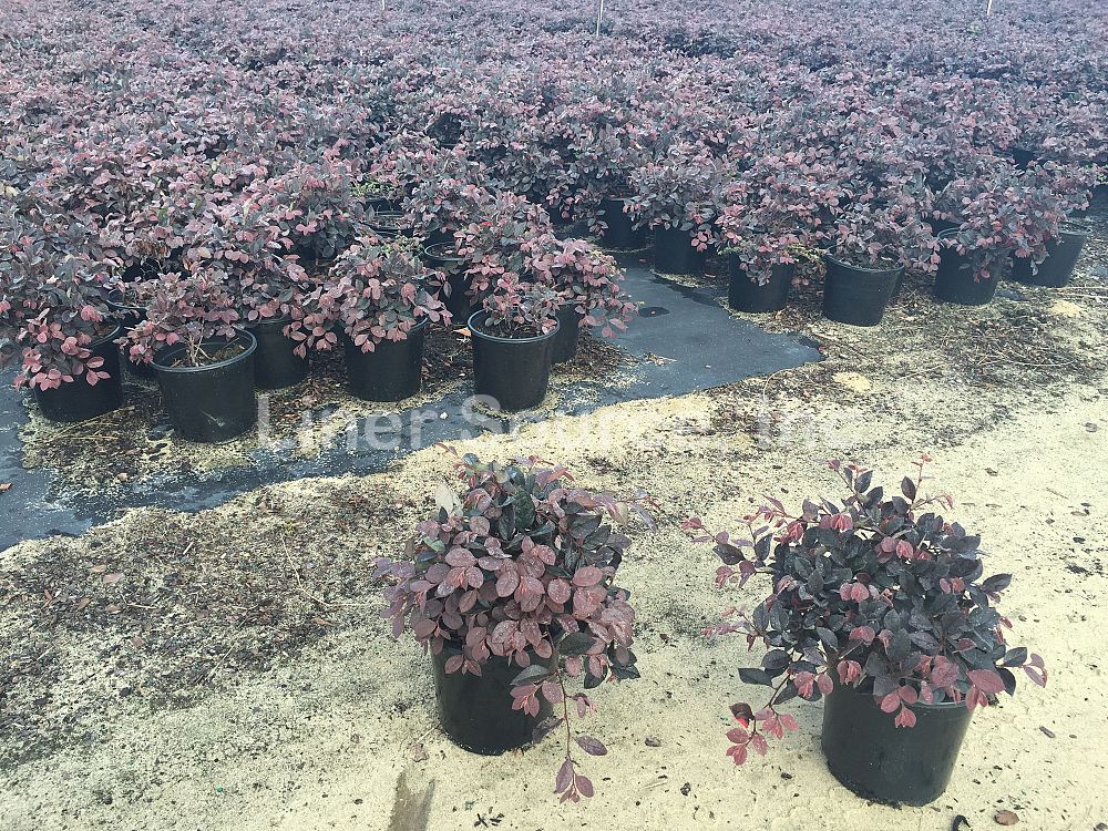 loropetalum-chinense-rubrum-ruby-chinese-fringe-flower
