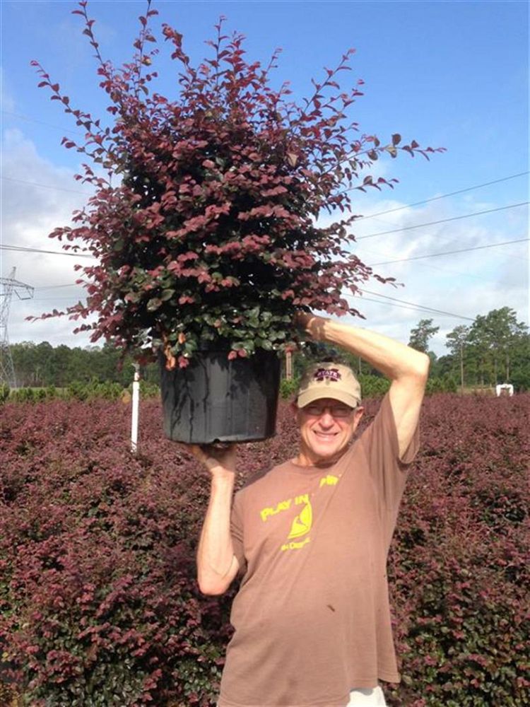 loropetalum-chinense-rubrum-ruby-chinese-fringe-flower