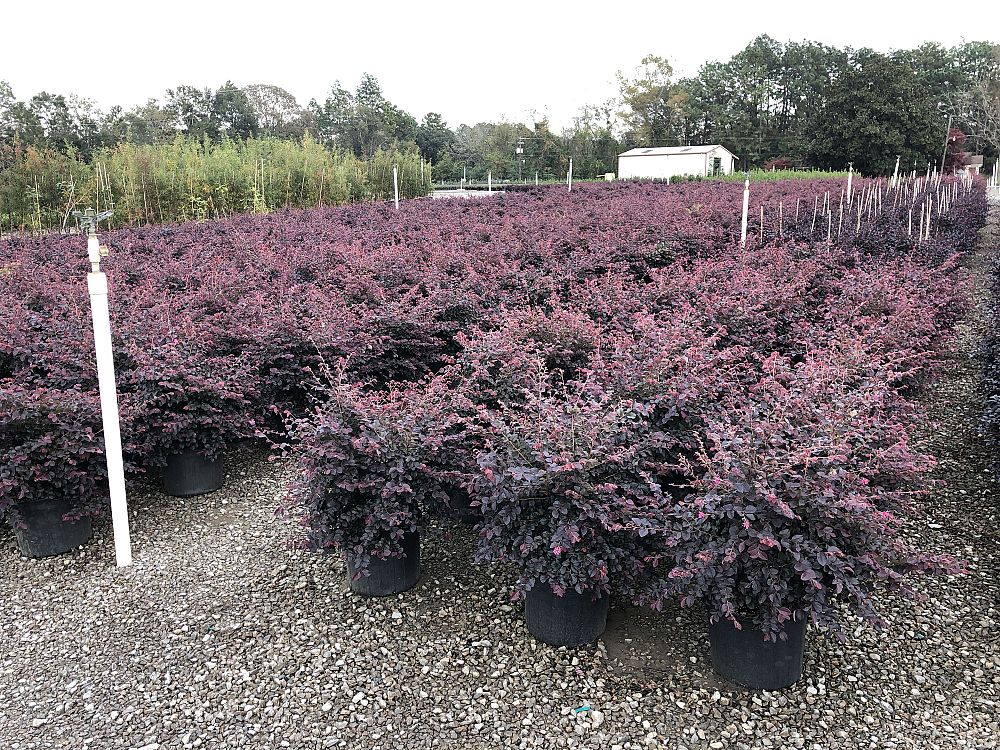 loropetalum-chinense-rubrum-ruby-chinese-fringe-flower