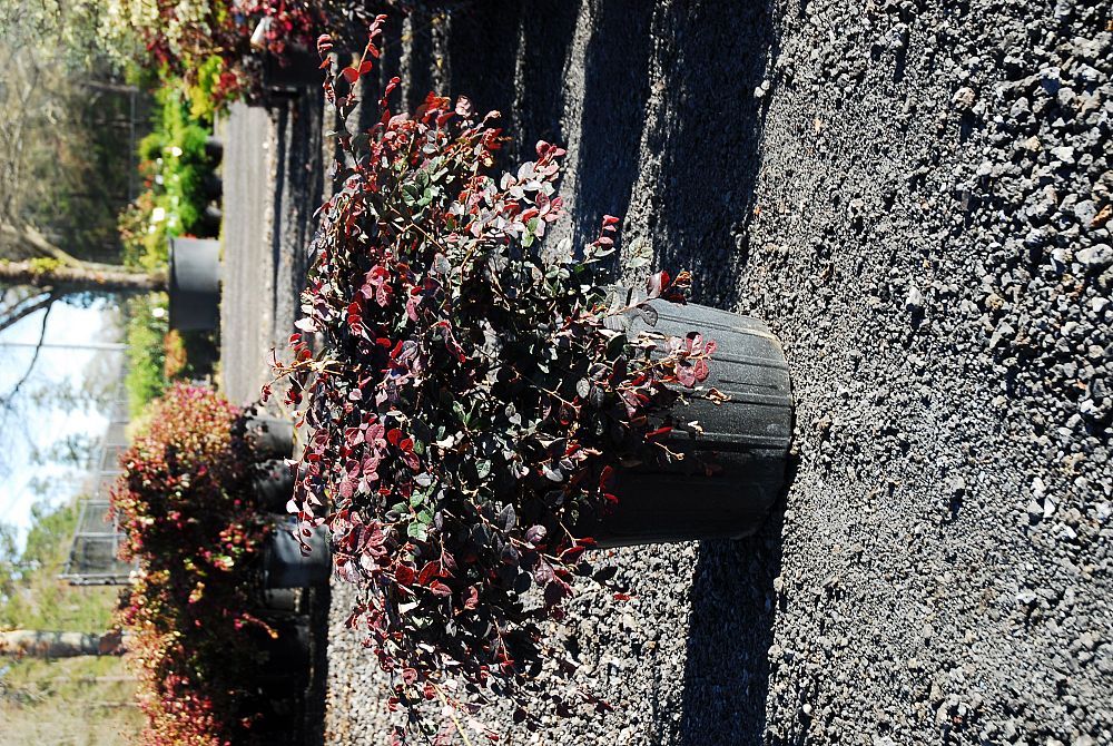 loropetalum-chinense-rubrum-ruby-chinese-fringe-flower