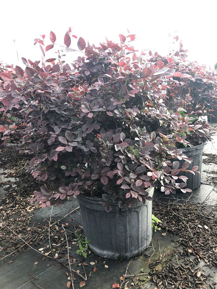 loropetalum-chinense-rubrum-ruby-chinese-fringe-flower