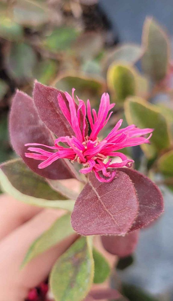 loropetalum-chinense-rubrum-ruby-chinese-fringe-flower