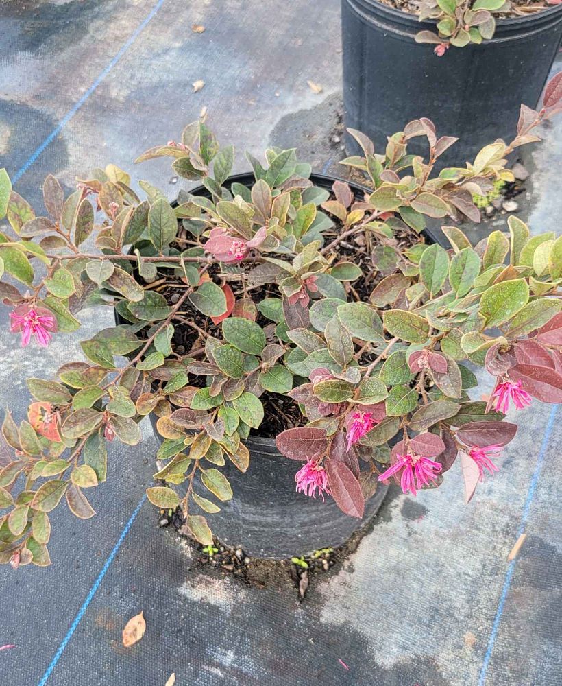 loropetalum-chinense-rubrum-ruby-chinese-fringe-flower