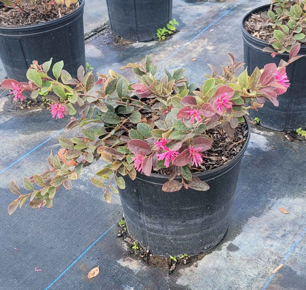 loropetalum-chinense-rubrum-ruby-chinese-fringe-flower