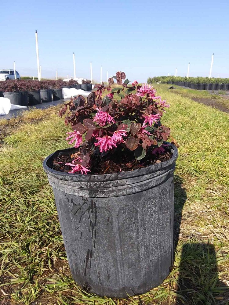 loropetalum-chinense-rubrum-ruby-chinese-fringe-flower