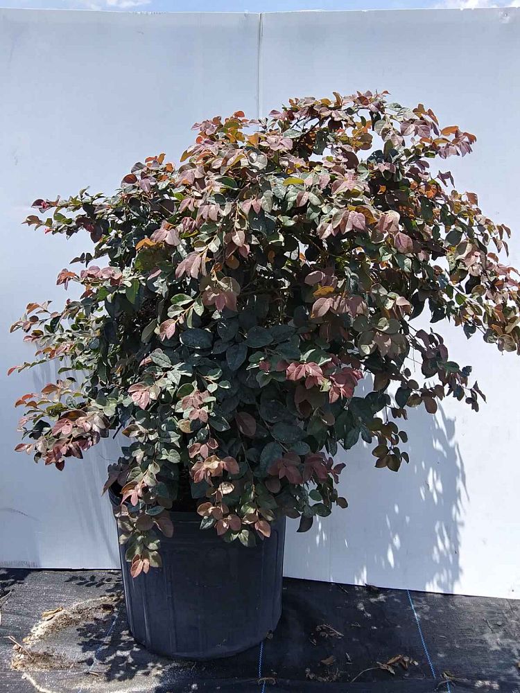 loropetalum-chinense-rubrum-ruby-chinese-fringe-flower