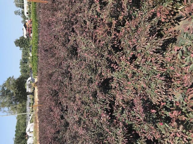 loropetalum-chinense-rubrum-ruby-chinese-fringe-flower