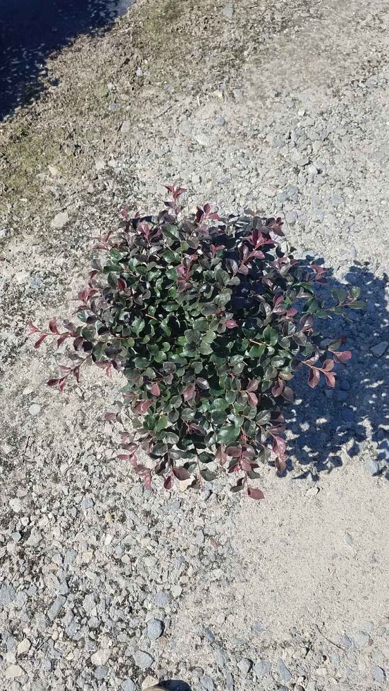 loropetalum-chinense-rubrum-ruby-chinese-fringe-flower