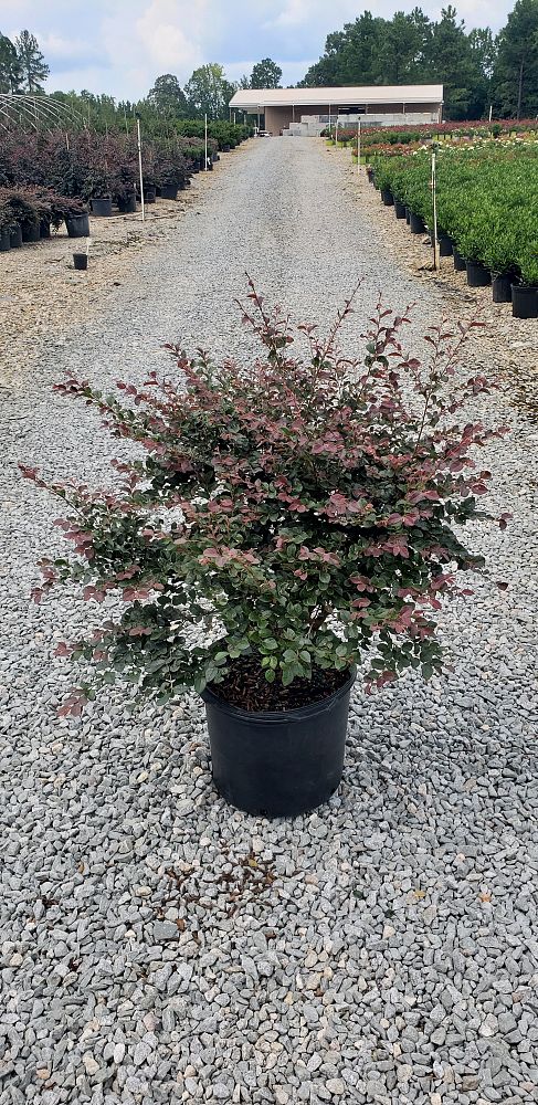 loropetalum-chinense-rubrum-ruby-chinese-fringe-flower