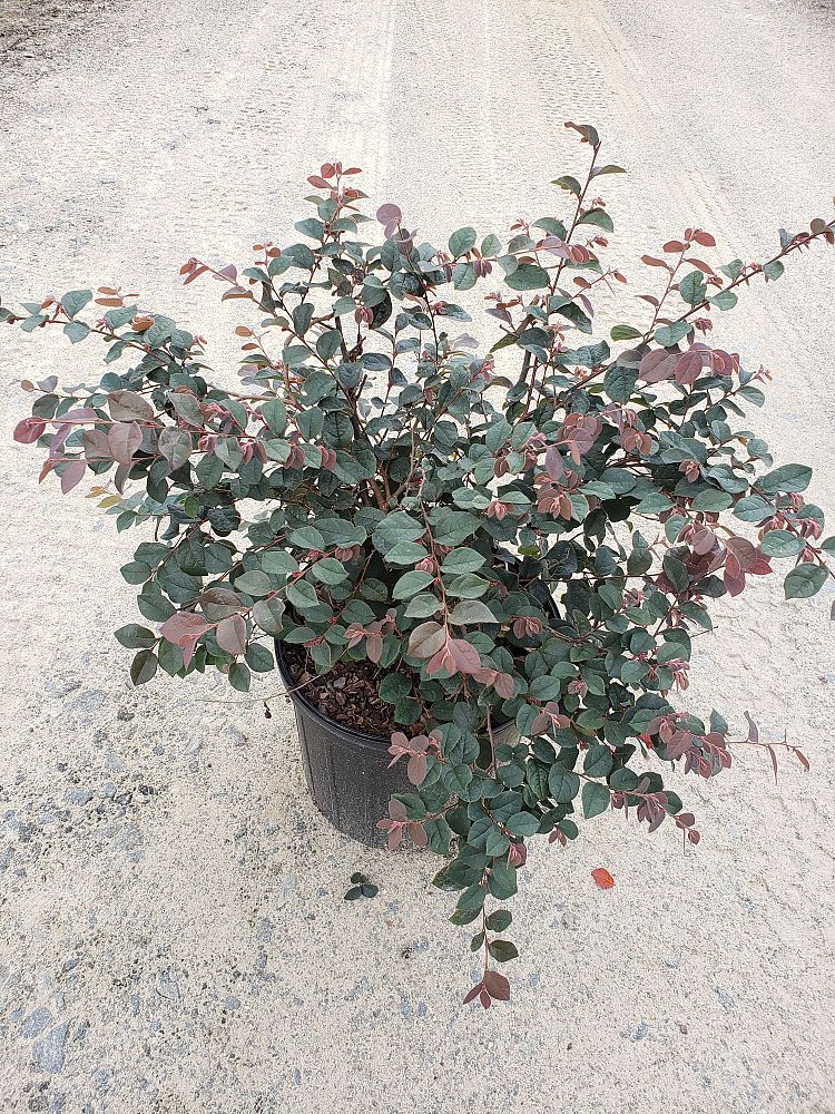 loropetalum-chinense-rubrum-ruby-chinese-fringe-flower