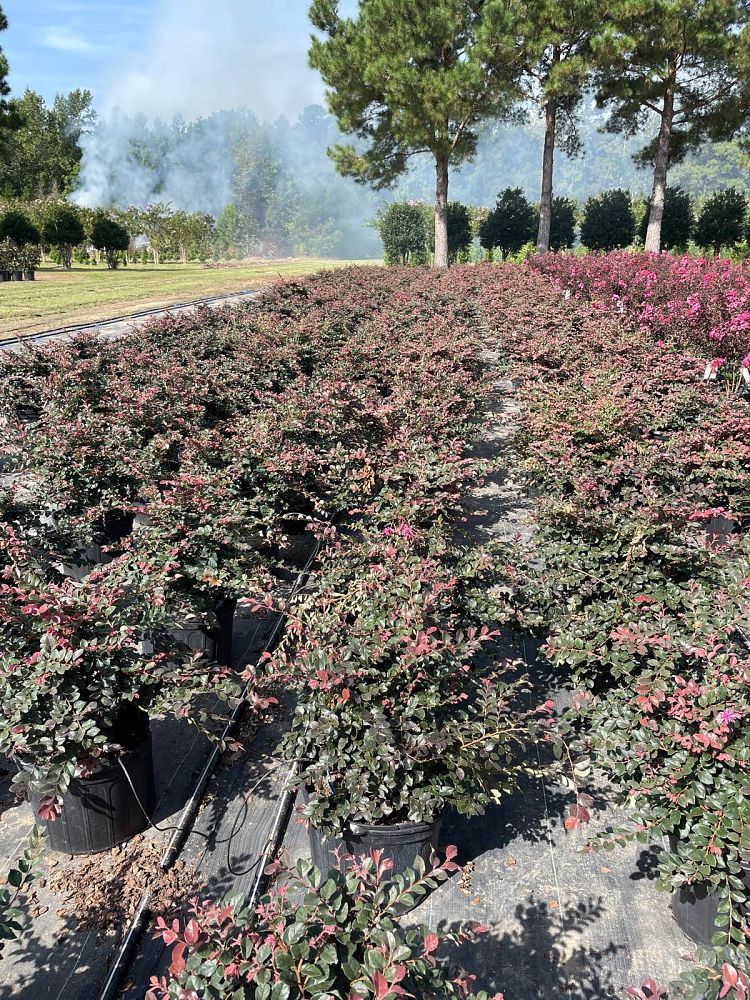 loropetalum-chinense-rubrum-ruby-chinese-fringe-flower