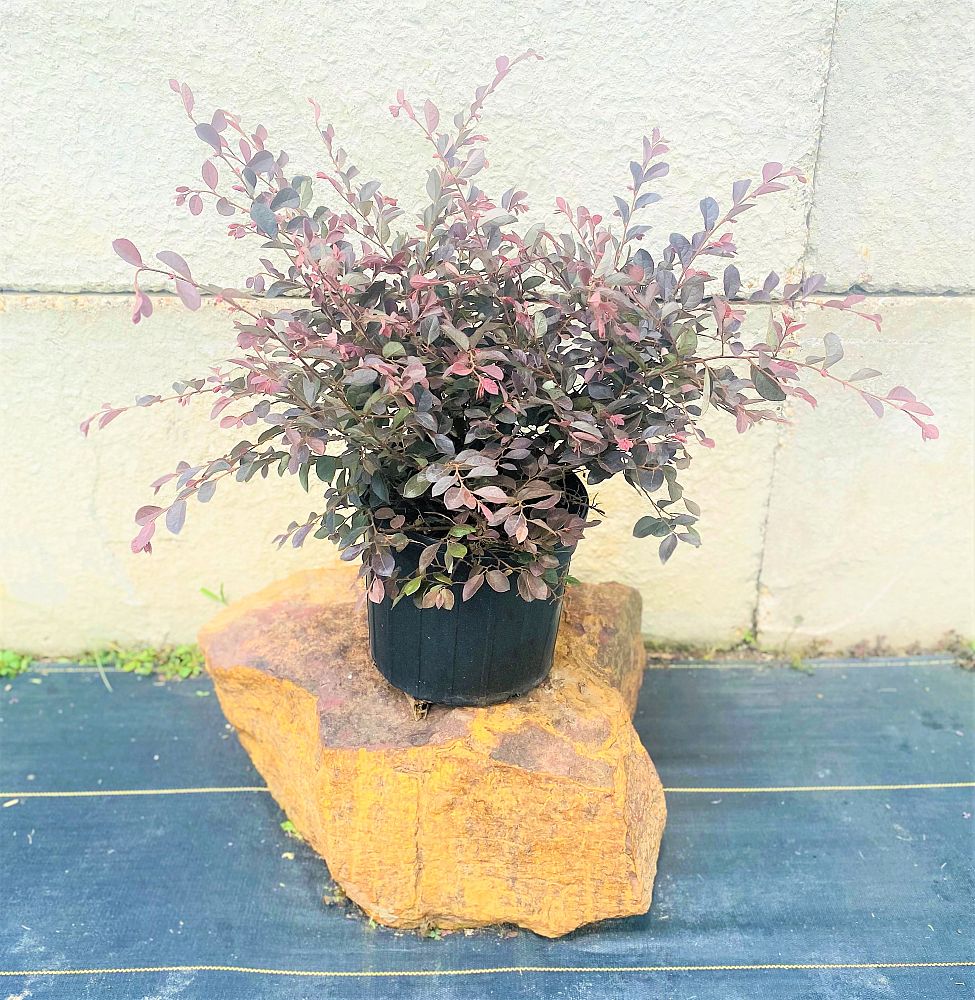 loropetalum-chinense-rubrum-ruby-chinese-fringe-flower