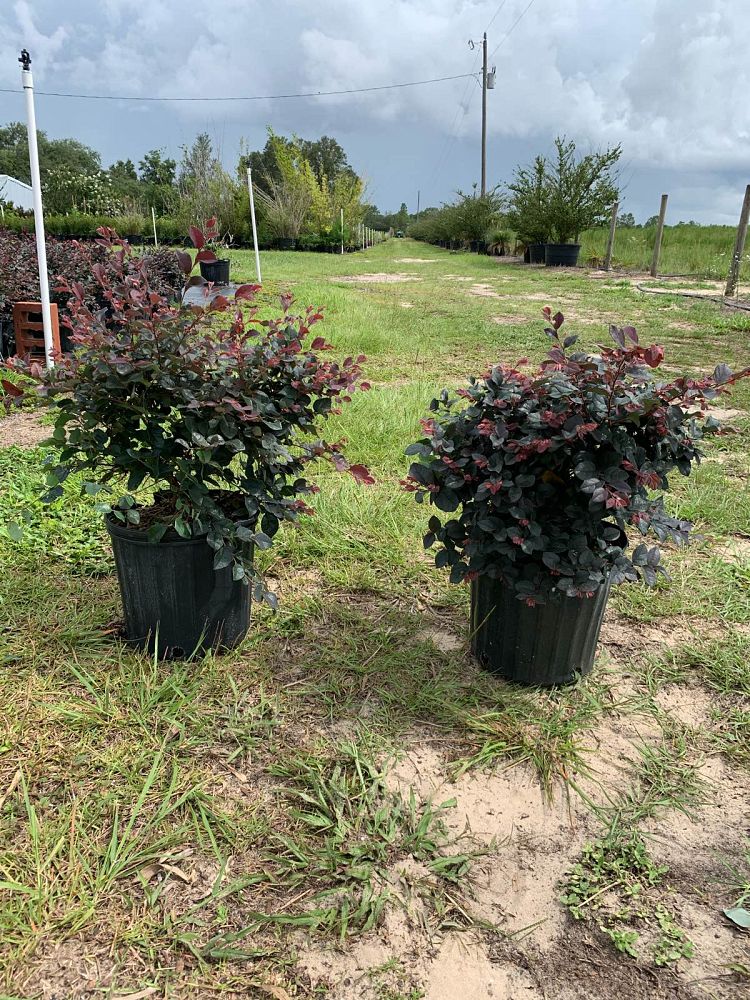 loropetalum-chinense-rubrum-ruby-chinese-fringe-flower