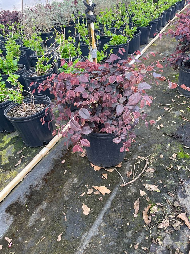 loropetalum-chinense-rubrum-ruby-chinese-fringe-flower
