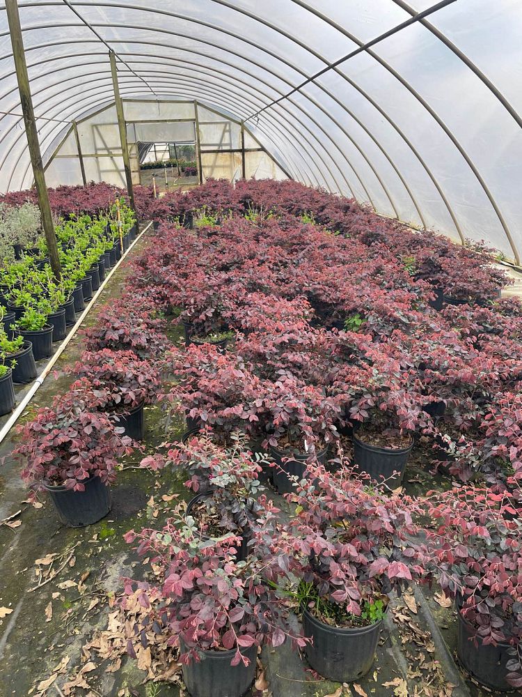 loropetalum-chinense-rubrum-ruby-chinese-fringe-flower