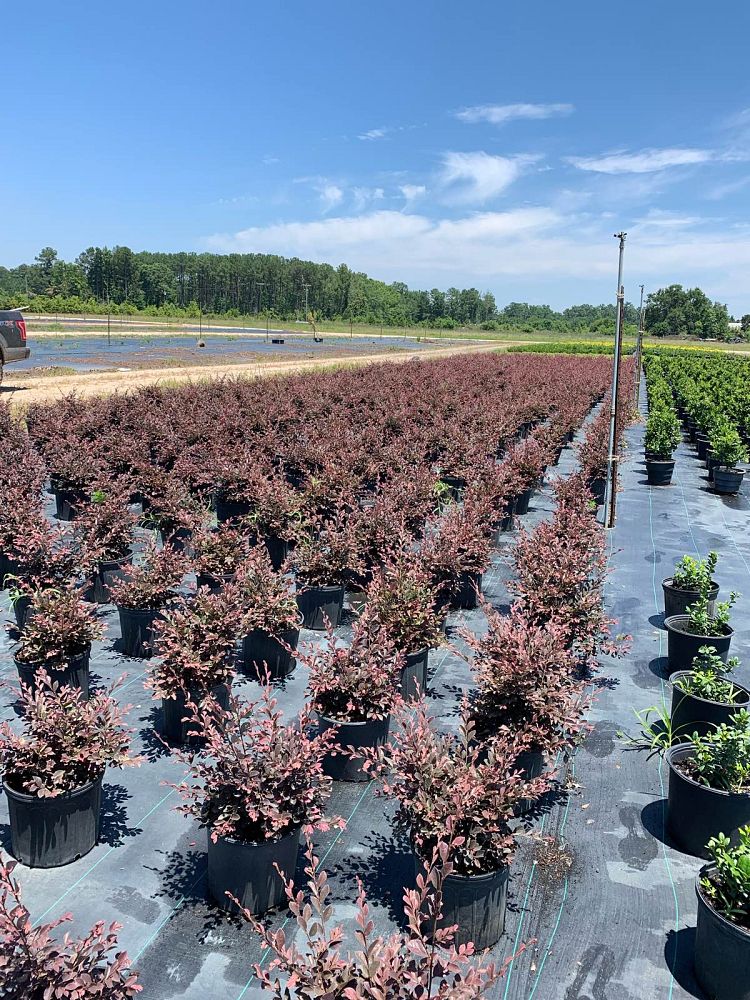 loropetalum-chinense-rubrum-ruby-chinese-fringe-flower
