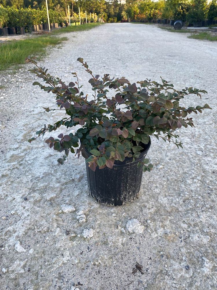 loropetalum-chinense-rubrum-ruby-chinese-fringe-flower