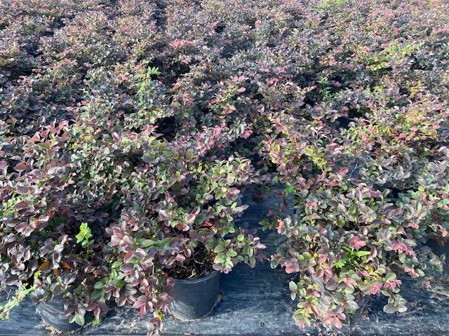 loropetalum-chinense-rubrum-ruby-chinese-fringe-flower