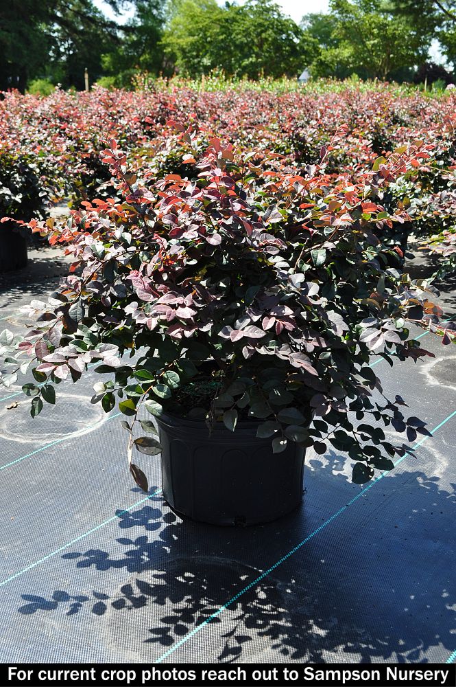 loropetalum-chinense-rubrum-ruby-chinese-fringe-flower