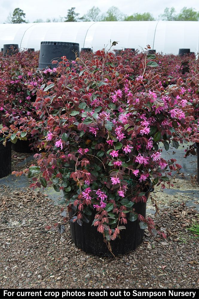 loropetalum-chinense-rubrum-ruby-chinese-fringe-flower