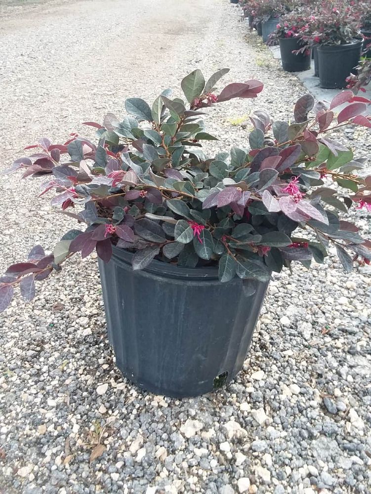 loropetalum-chinense-rubrum-ruby-chinese-fringe-flower
