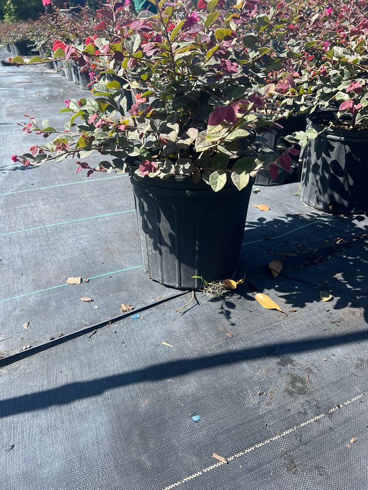 loropetalum-chinense-rubrum-ruby-chinese-fringe-flower