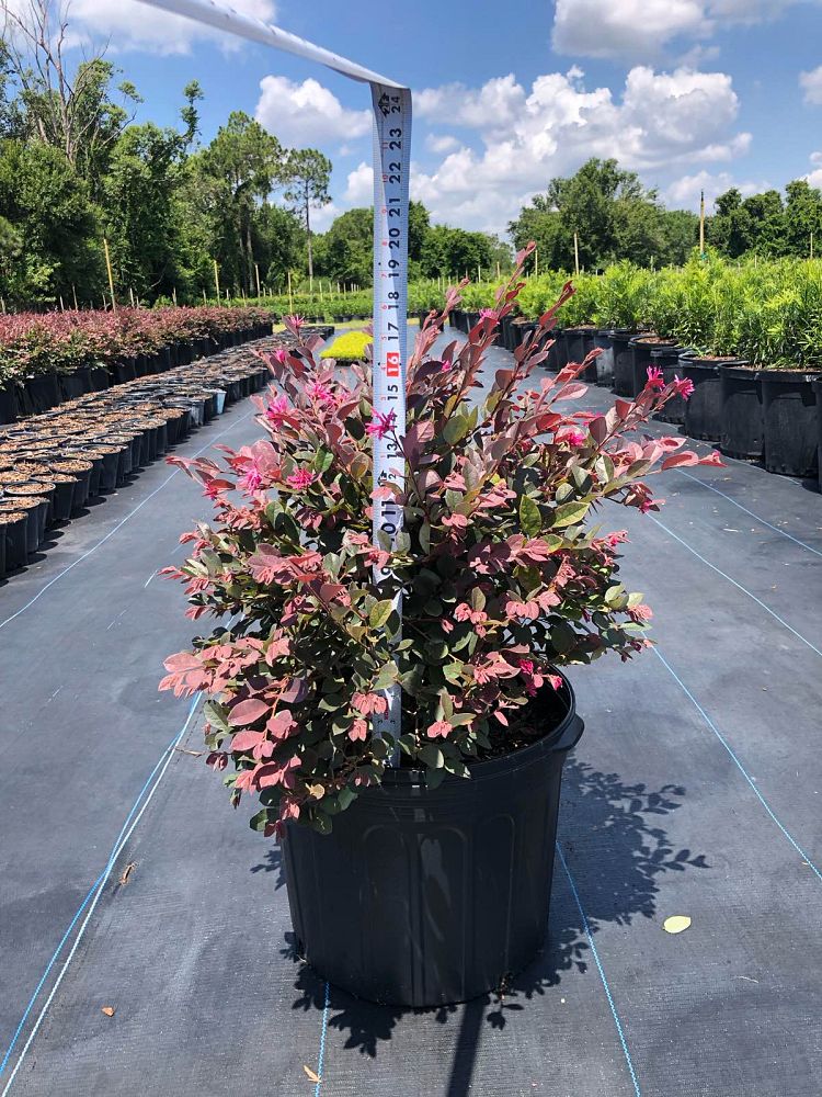 loropetalum-chinense-rubrum-ruby-chinese-fringe-flower