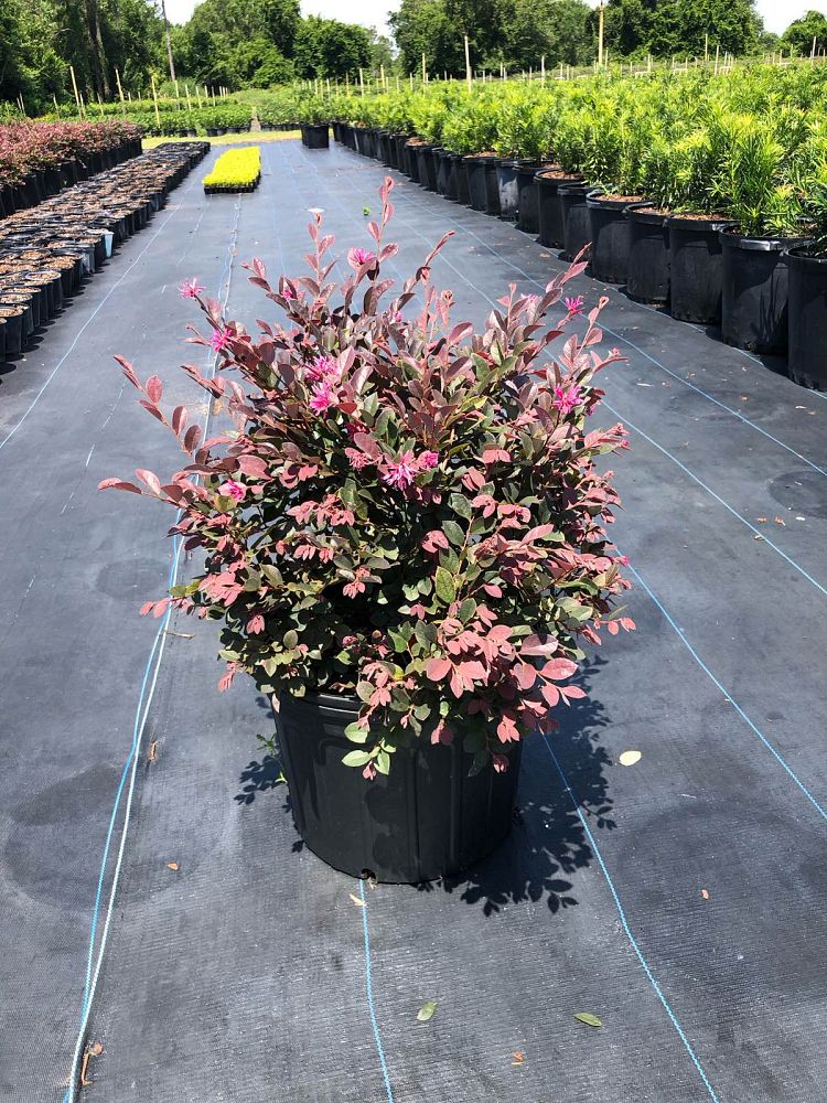 loropetalum-chinense-rubrum-ruby-chinese-fringe-flower