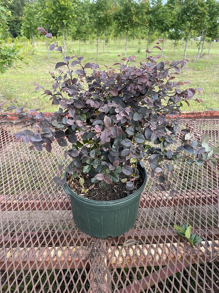 loropetalum-chinense-rubrum-ruby-chinese-fringe-flower