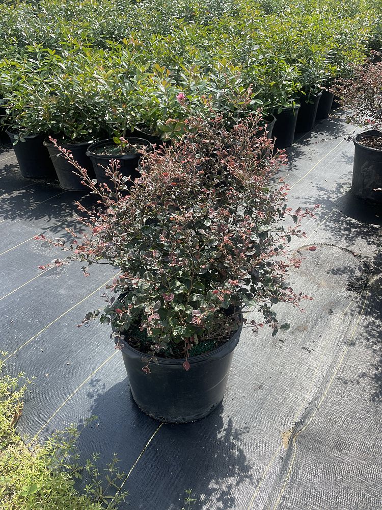 loropetalum-chinense-rubrum-ruby-chinese-fringe-flower