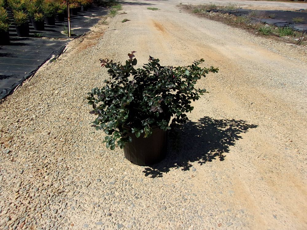 loropetalum-chinense-rubrum-ruby-chinese-fringe-flower