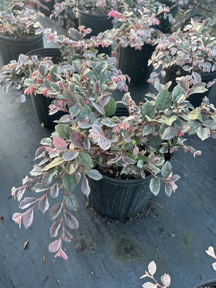 loropetalum-chinense-rubrum-ruby-chinese-fringe-flower