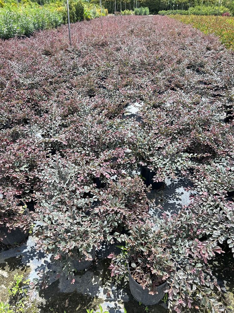 loropetalum-chinense-rubrum-ruby-chinese-fringe-flower