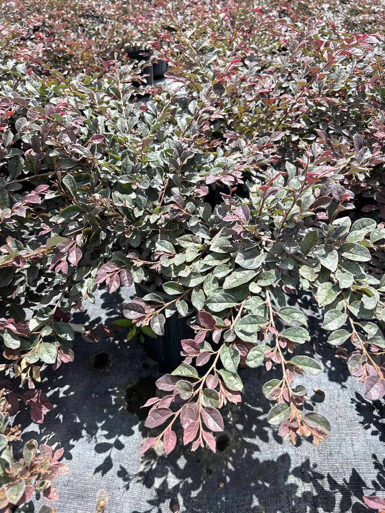 loropetalum-chinense-rubrum-ruby-chinese-fringe-flower