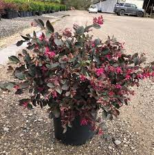 loropetalum-chinense-rubrum-ruby-chinese-fringe-flower
