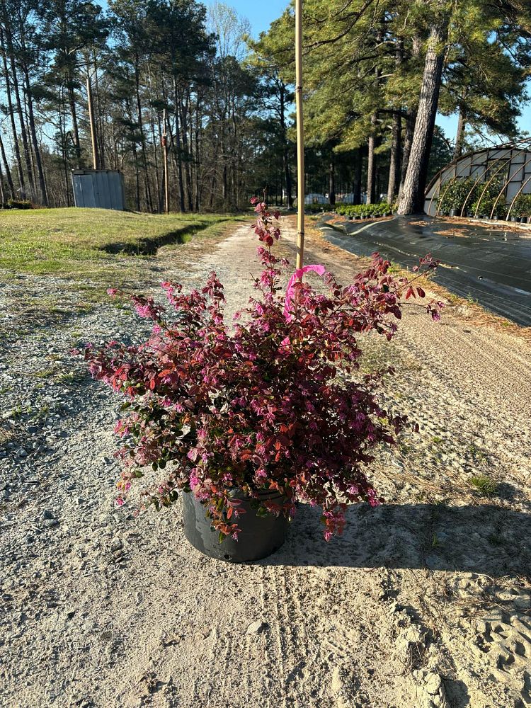 loropetalum-chinense-rubrum-ruby-chinese-fringe-flower